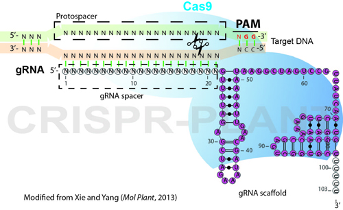 Cas9 Figure