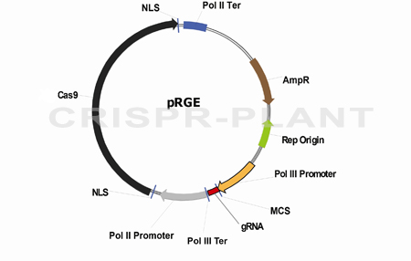 RGE vector backbone